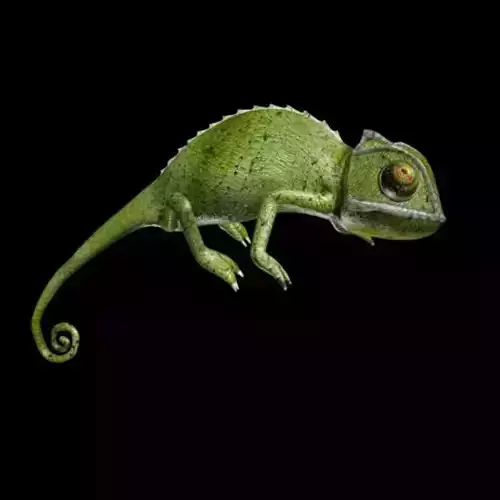 Chameleon walk rigged animated Low-poly 3D model