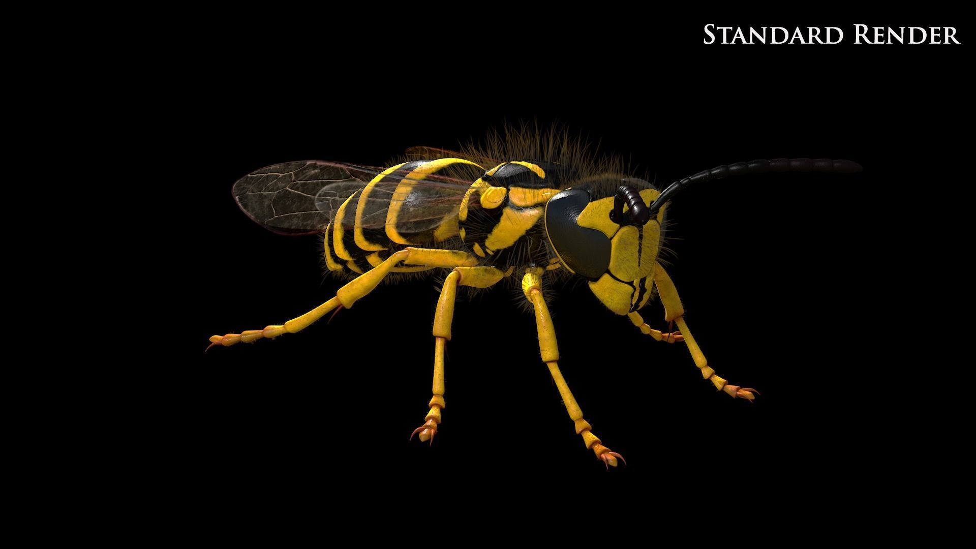 Yellow Jacket Wasp - Vespula Squamosa 3D model_12