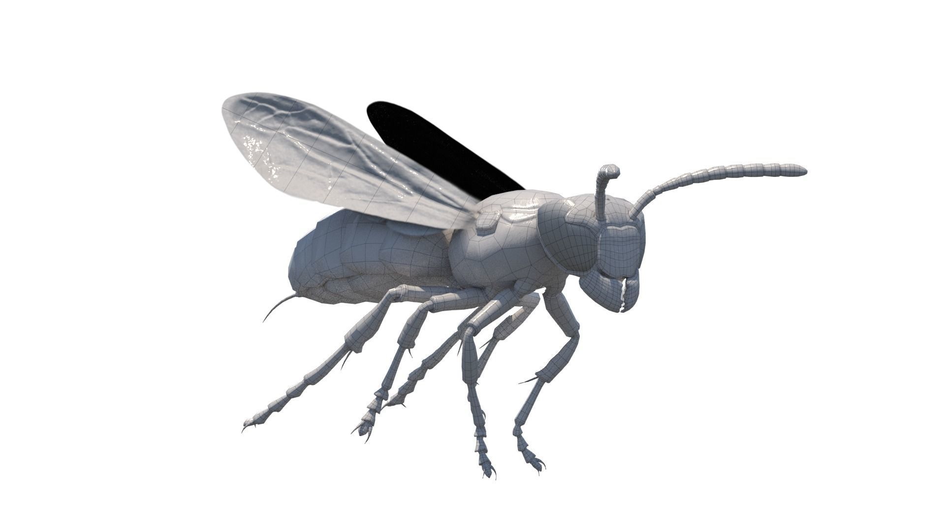 Yellow Jacket Wasp - Vespula Squamosa 3D model_7