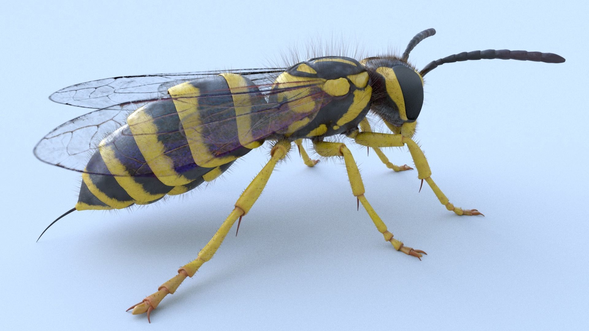 Yellow Jacket Wasp - Vespula Squamosa 3D model_2