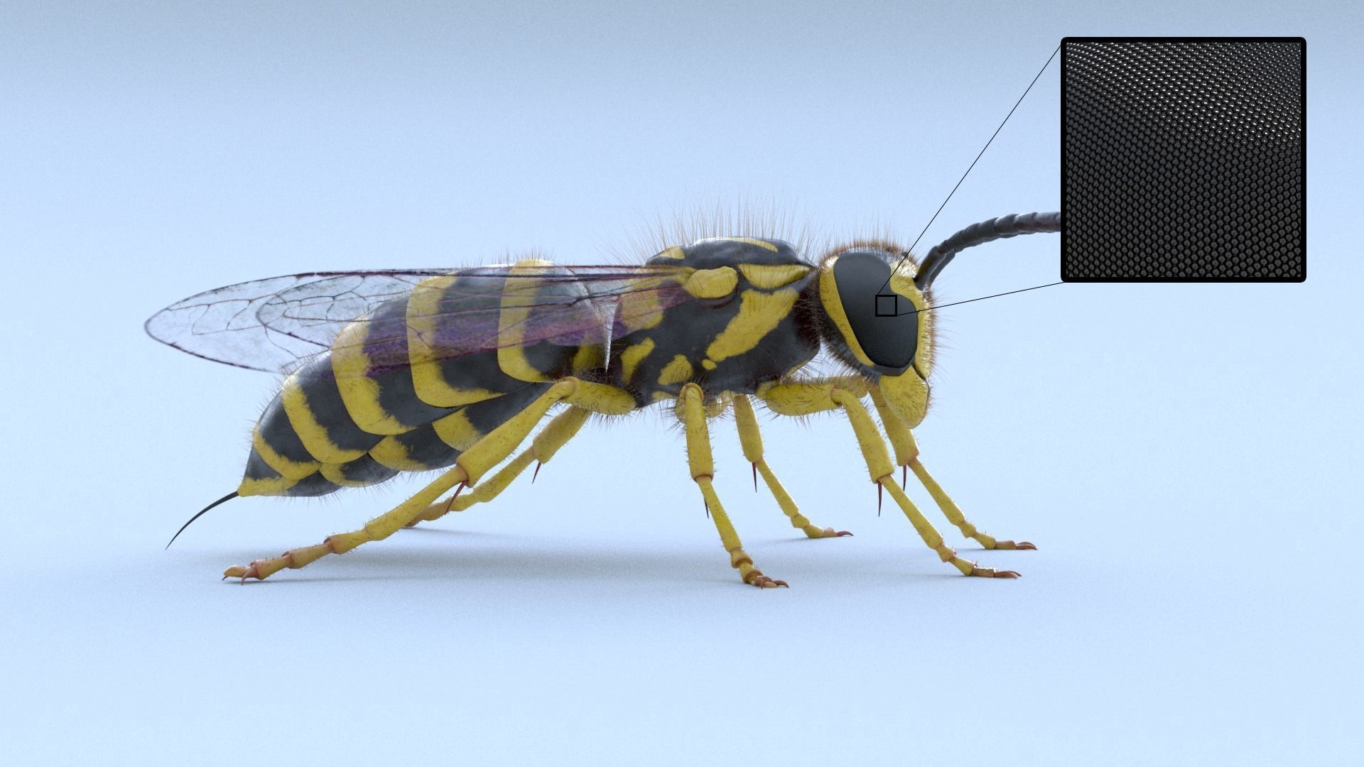 Yellow Jacket Wasp - Vespula Squamosa 3D model_3