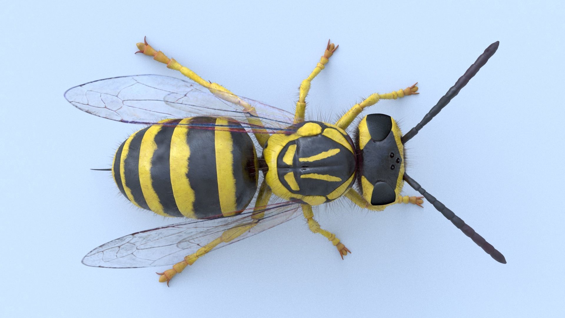 Yellow Jacket Wasp - Vespula Squamosa 3D model_4