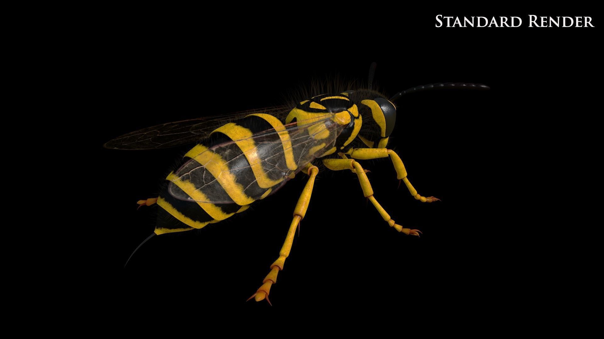 Yellow Jacket Wasp - Vespula Squamosa 3D model_11
