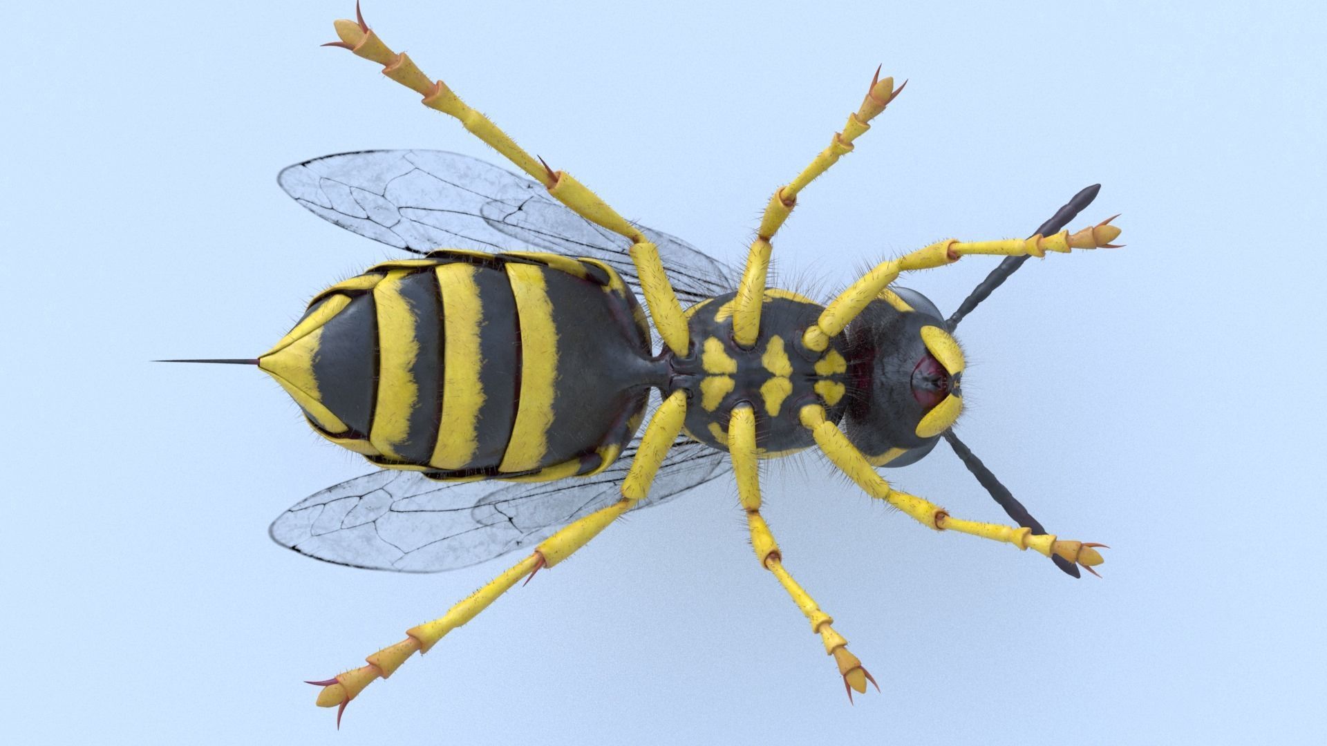 Yellow Jacket Wasp - Vespula Squamosa 3D model_5