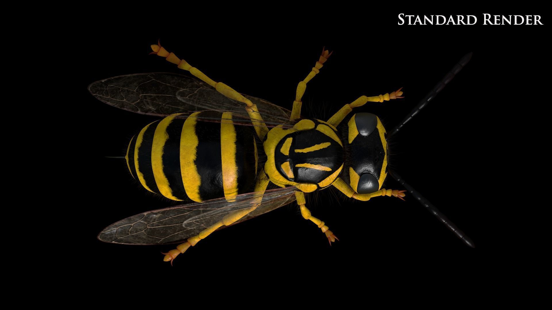 Yellow Jacket Wasp - Vespula Squamosa 3D model_13