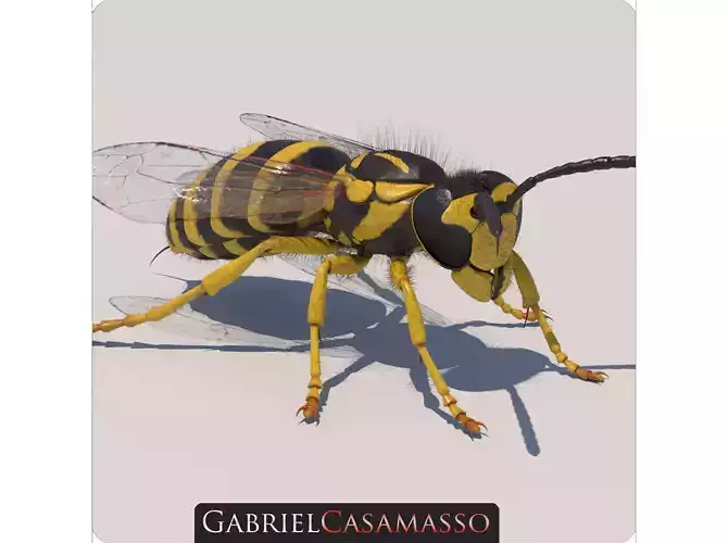 Yellow Jacket Wasp - Vespula Squamosa 3D model