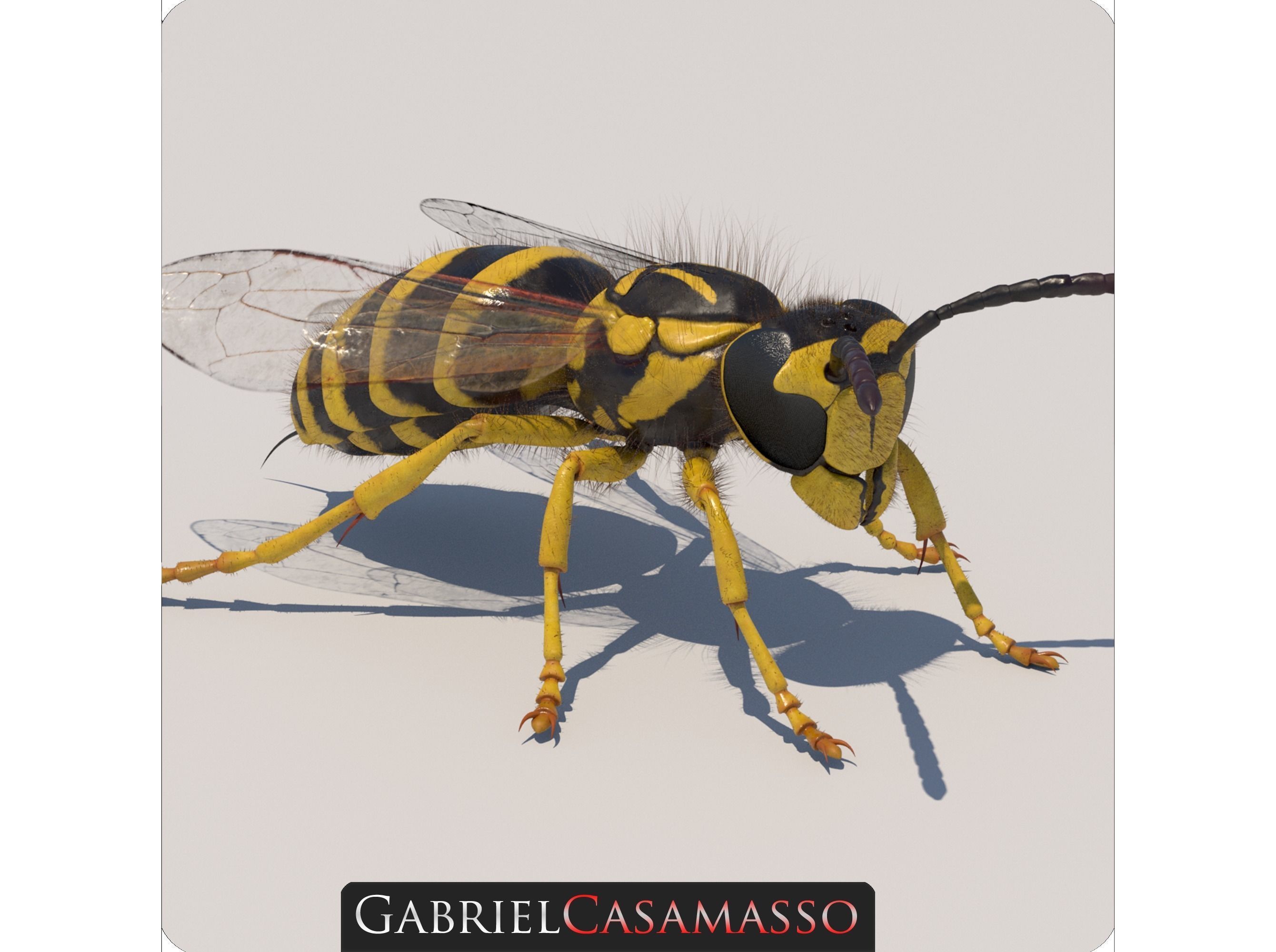 Yellow Jacket Wasp - Vespula Squamosa