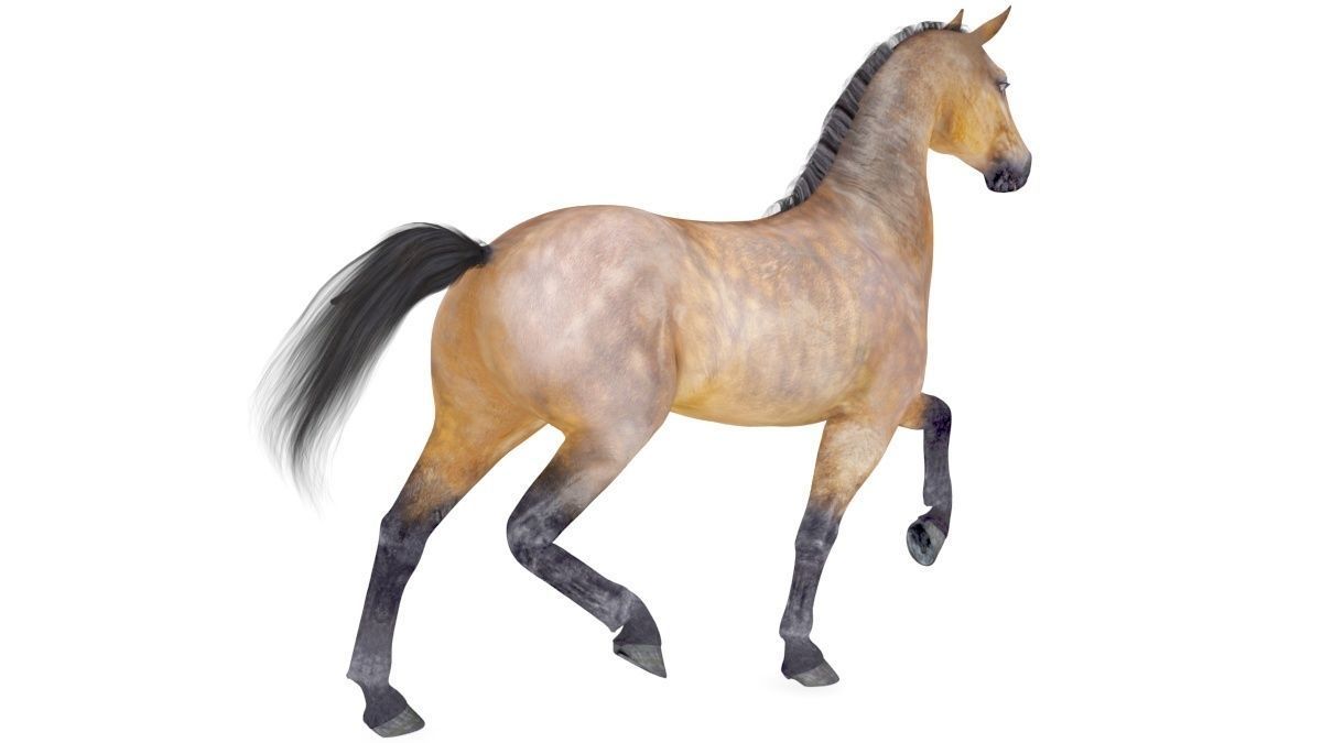 Horse Collection 01 3D model_1