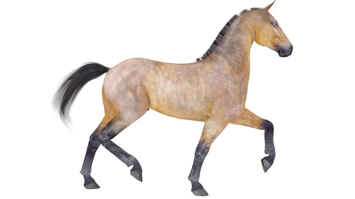 Horse Collection 01 3D model_2