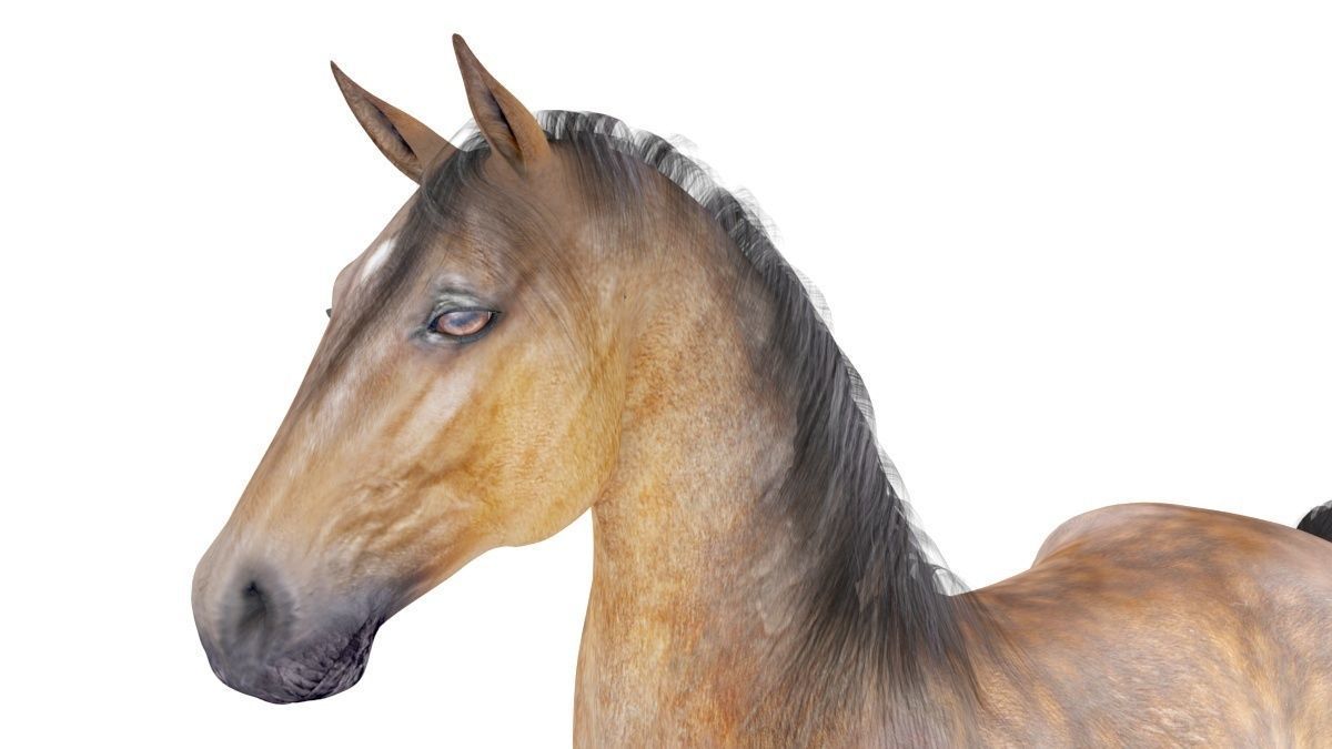 Horse Collection 01 3D model_4
