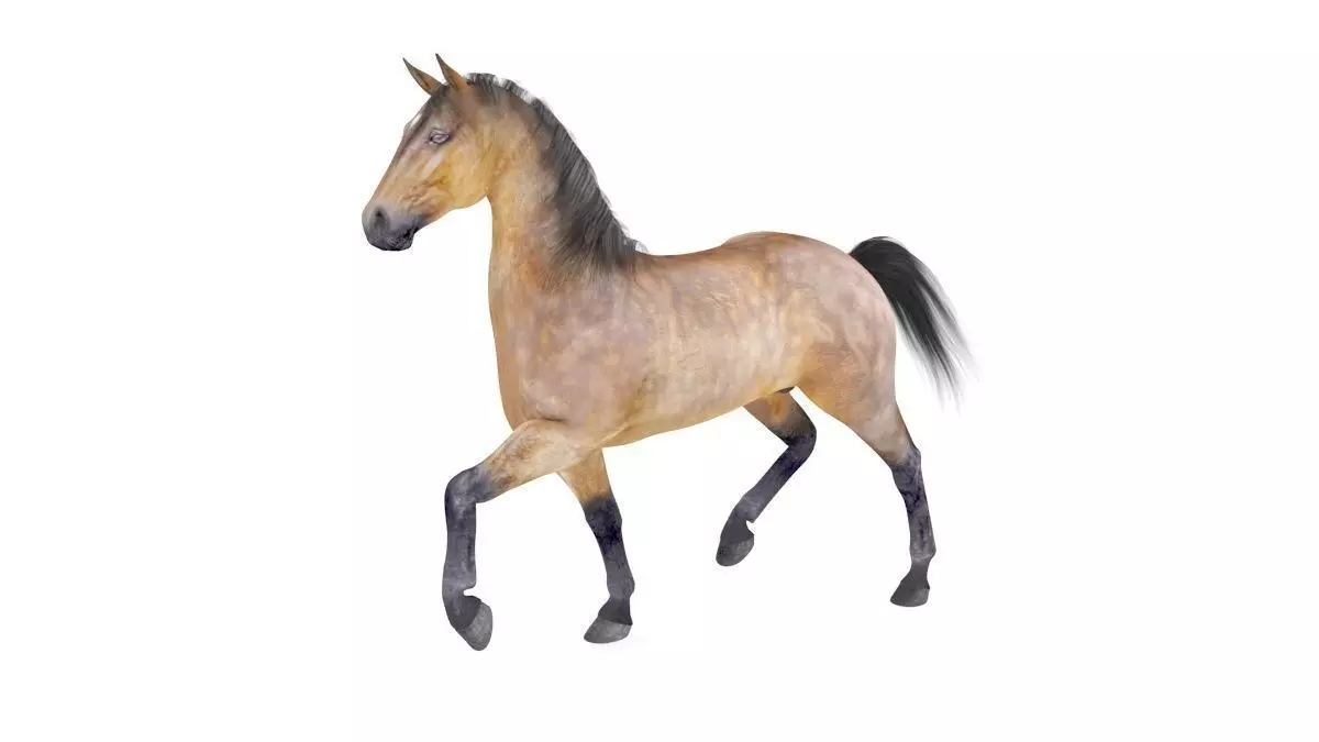 Horse Collection 01 3D model_0