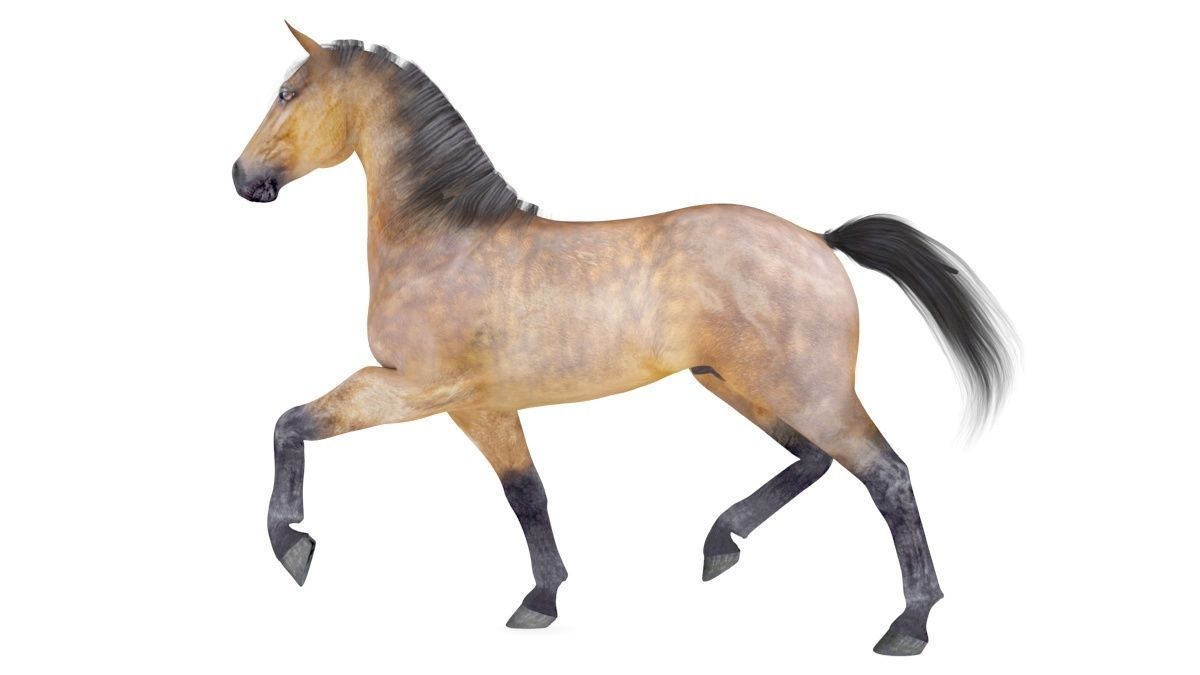 Horse Collection 01 3D model_3