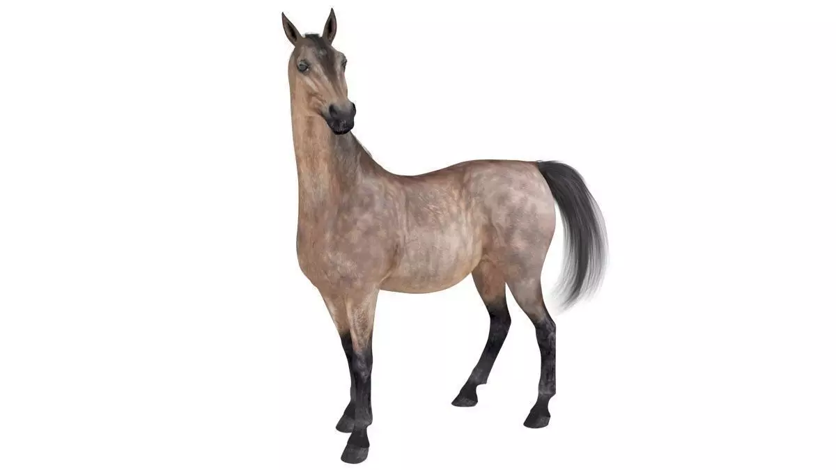 Horse Collection 03 3D model