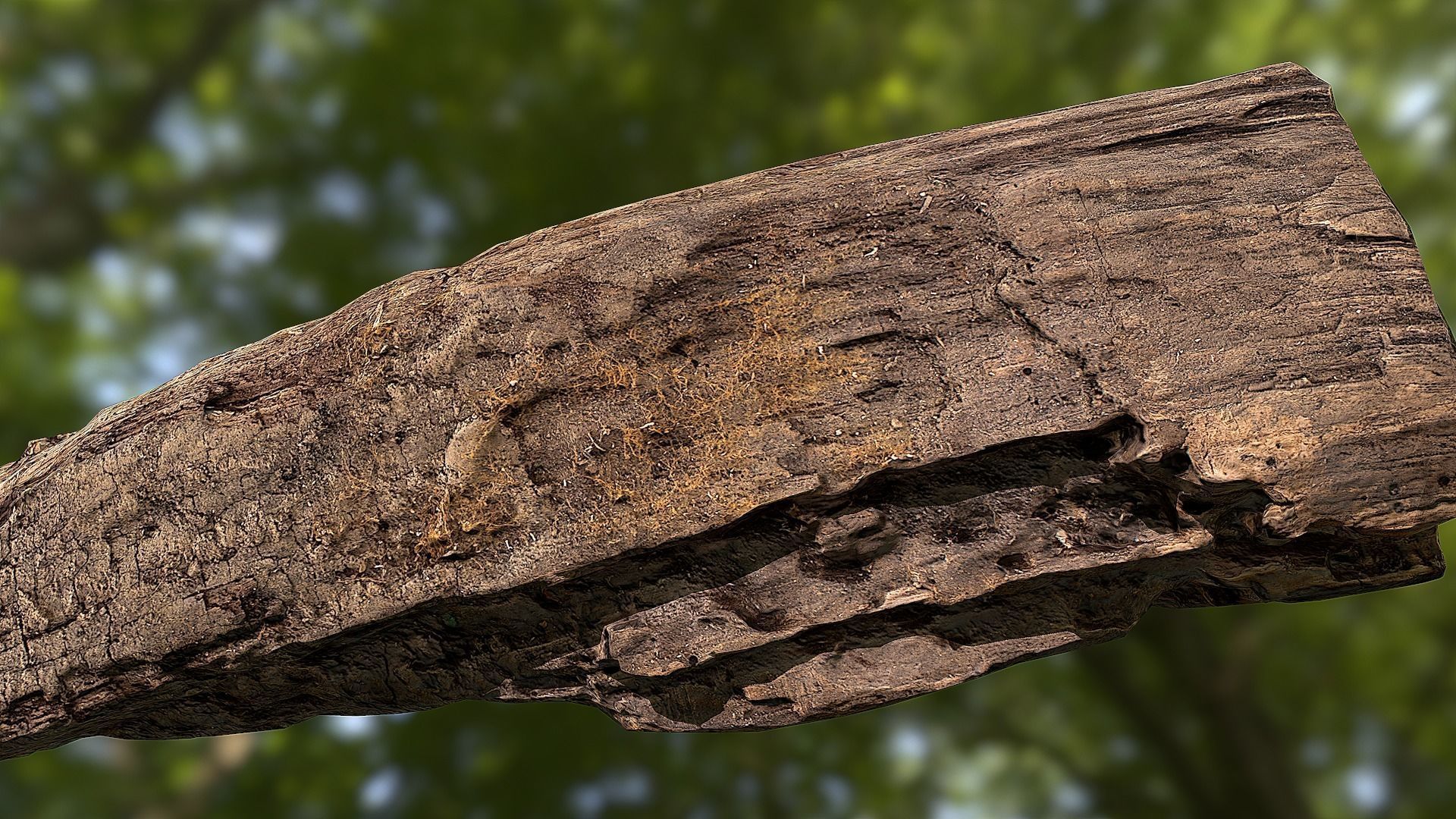 Old rotten wood low poly 3D model Low-poly 3D model_2