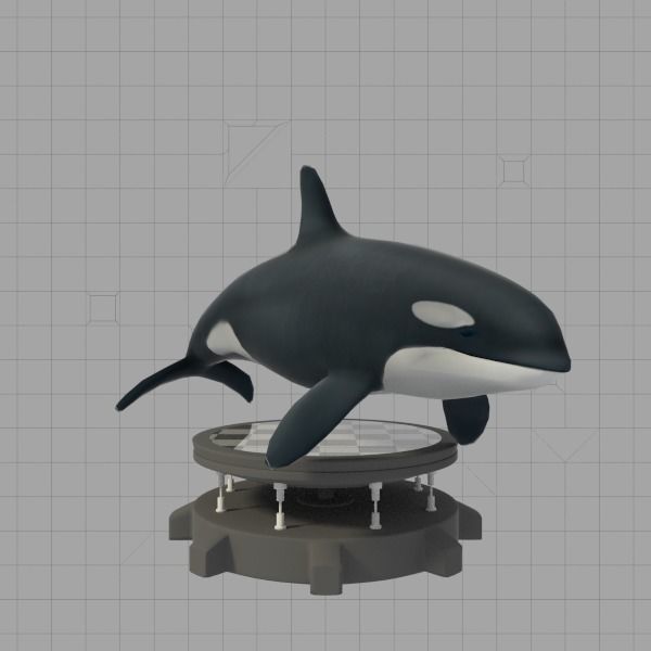 Killer Whale Low-poly 3D model_2