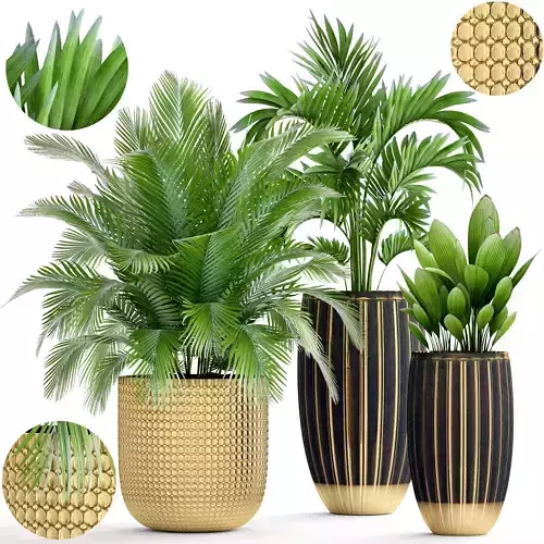 Collection plants two palm in gold pot