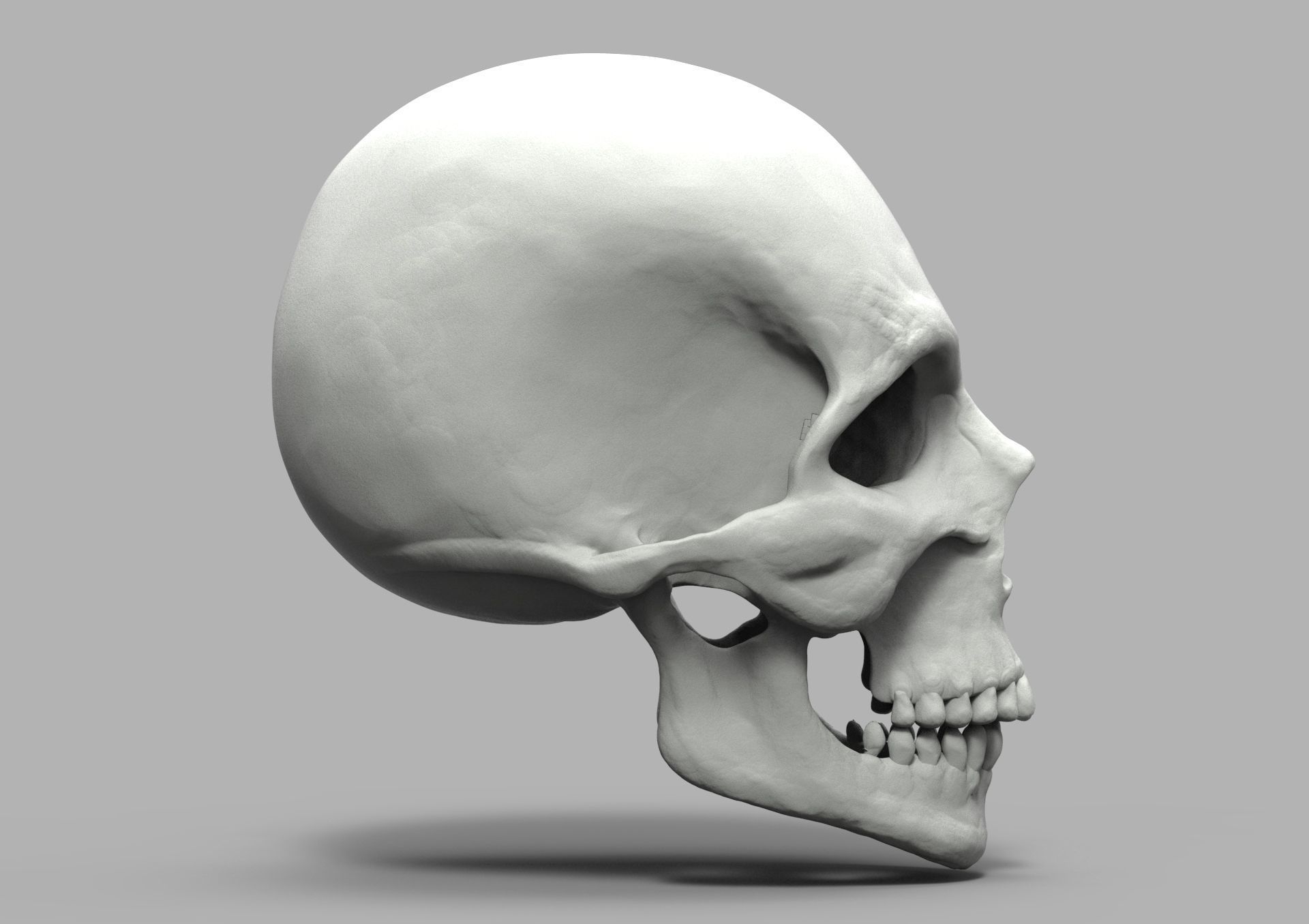 SketchAnatomy  Studying the human figure  3D print model_22