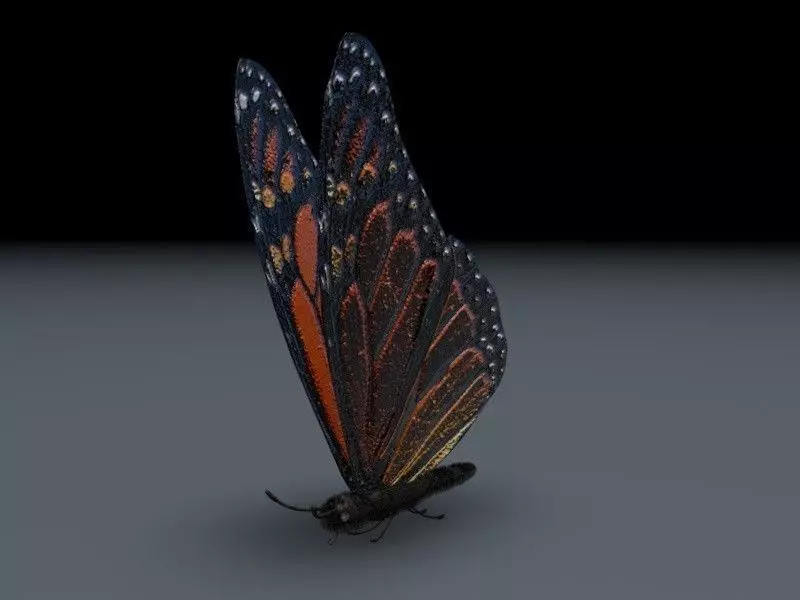 Orange Butterfly 3D model_0