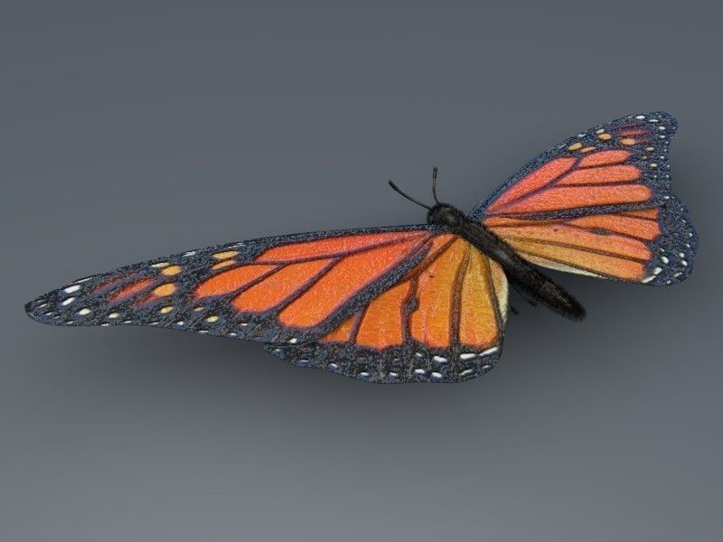 Orange Butterfly 3D model_2