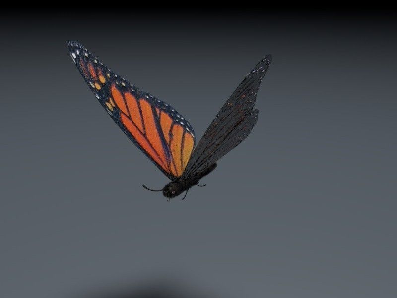 Orange Butterfly 3D model_4