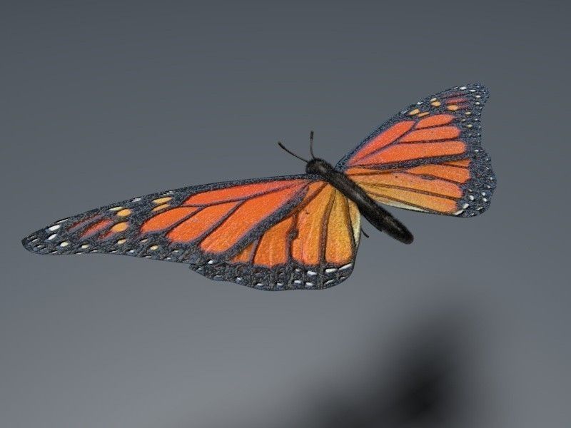 Orange Butterfly 3D model_1