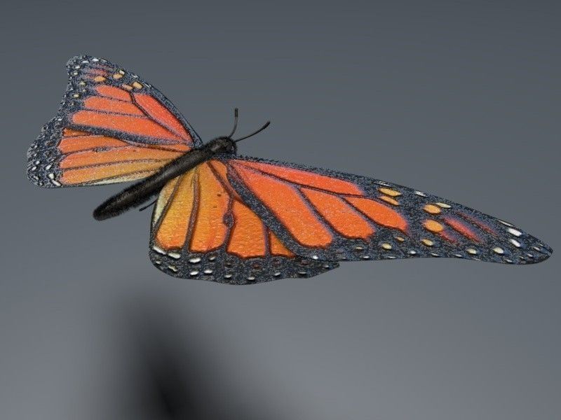 Orange Butterfly 3D model_3