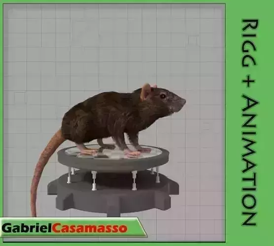 Common Rat