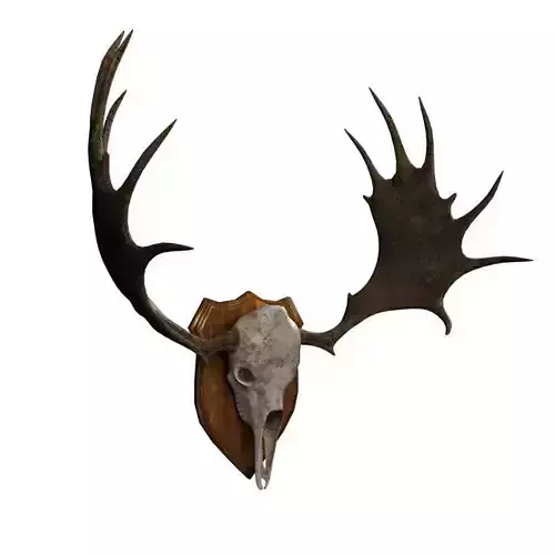 Moose Skull  Low-poly 3D model