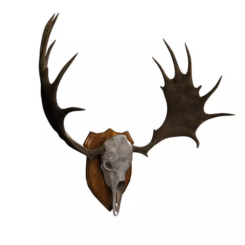 Moose Skull  Low-poly 3D model_0