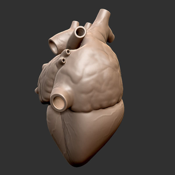Printable accurate human heart 3D print model_5