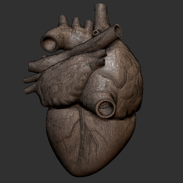Printable accurate human heart 3D print model_6