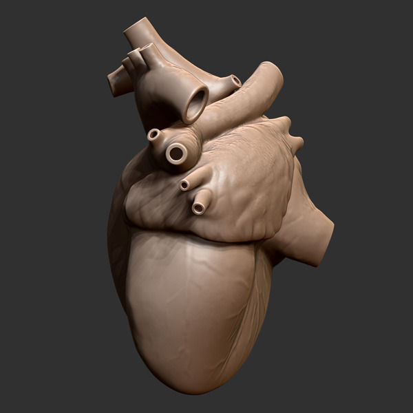 Printable accurate human heart 3D print model_7