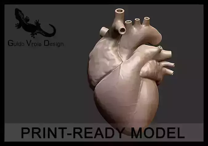 Printable accurate human heart 3D print model