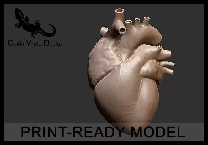 Printable accurate human heart 3D print model_0