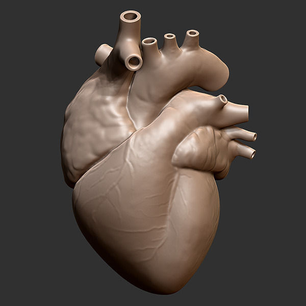 Printable accurate human heart 3D print model_4