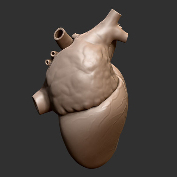 Printable accurate human heart 3D print model_3