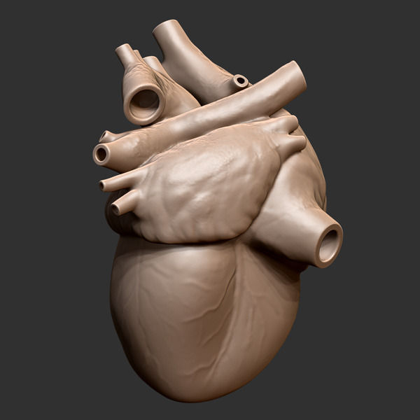 Printable accurate human heart 3D print model_8
