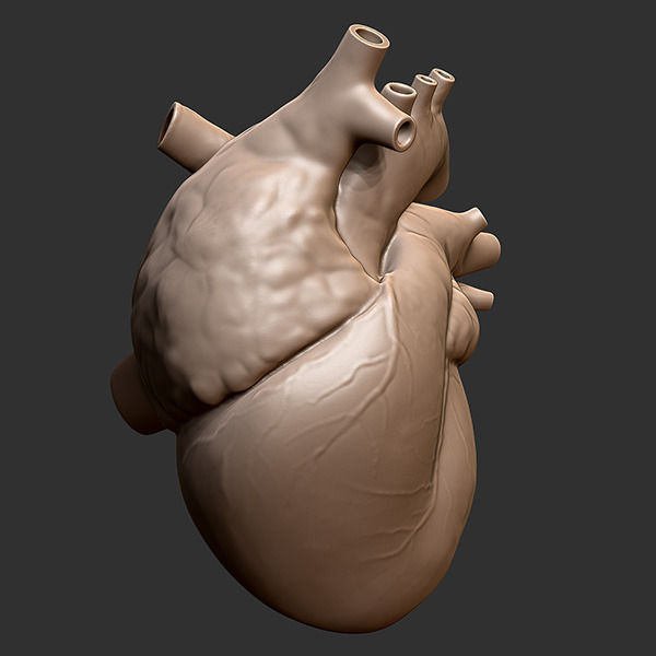 Printable accurate human heart 3D print model_1