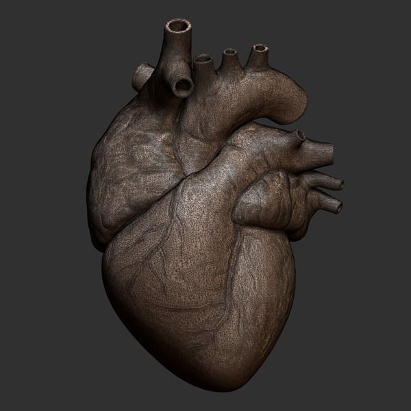 Printable accurate human heart 3D print model_9