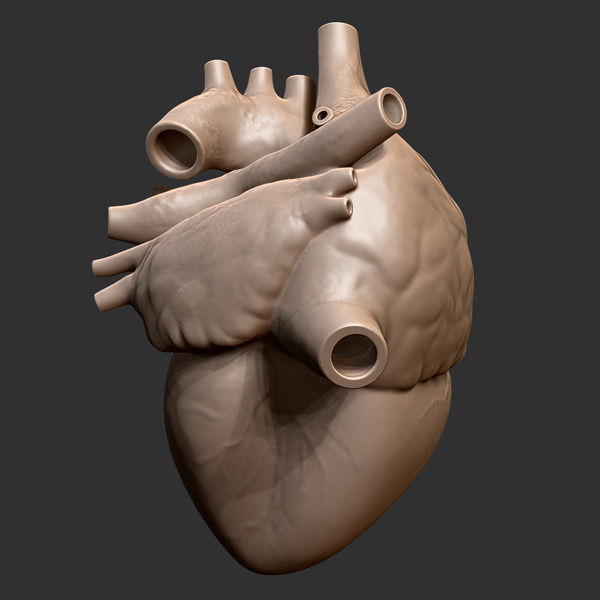 Printable accurate human heart 3D print model_2