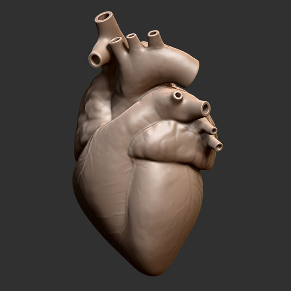 Printable accurate human heart 3D print model_10