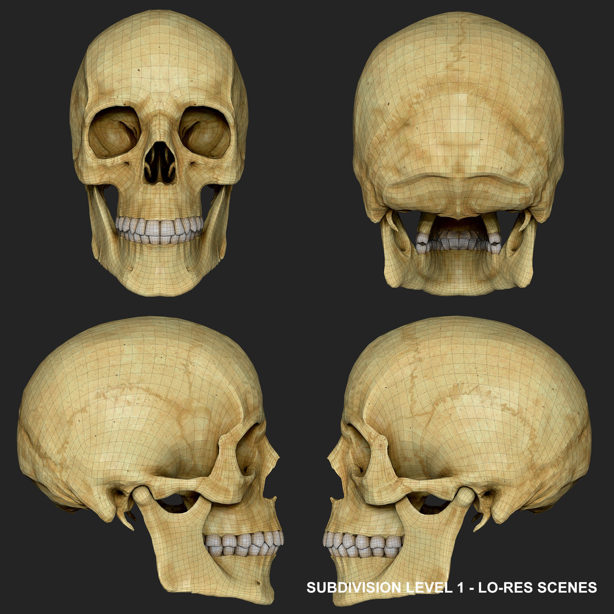 Realistic Skull Teeth and Jaw 3D Model and Sculpt 3D model_24