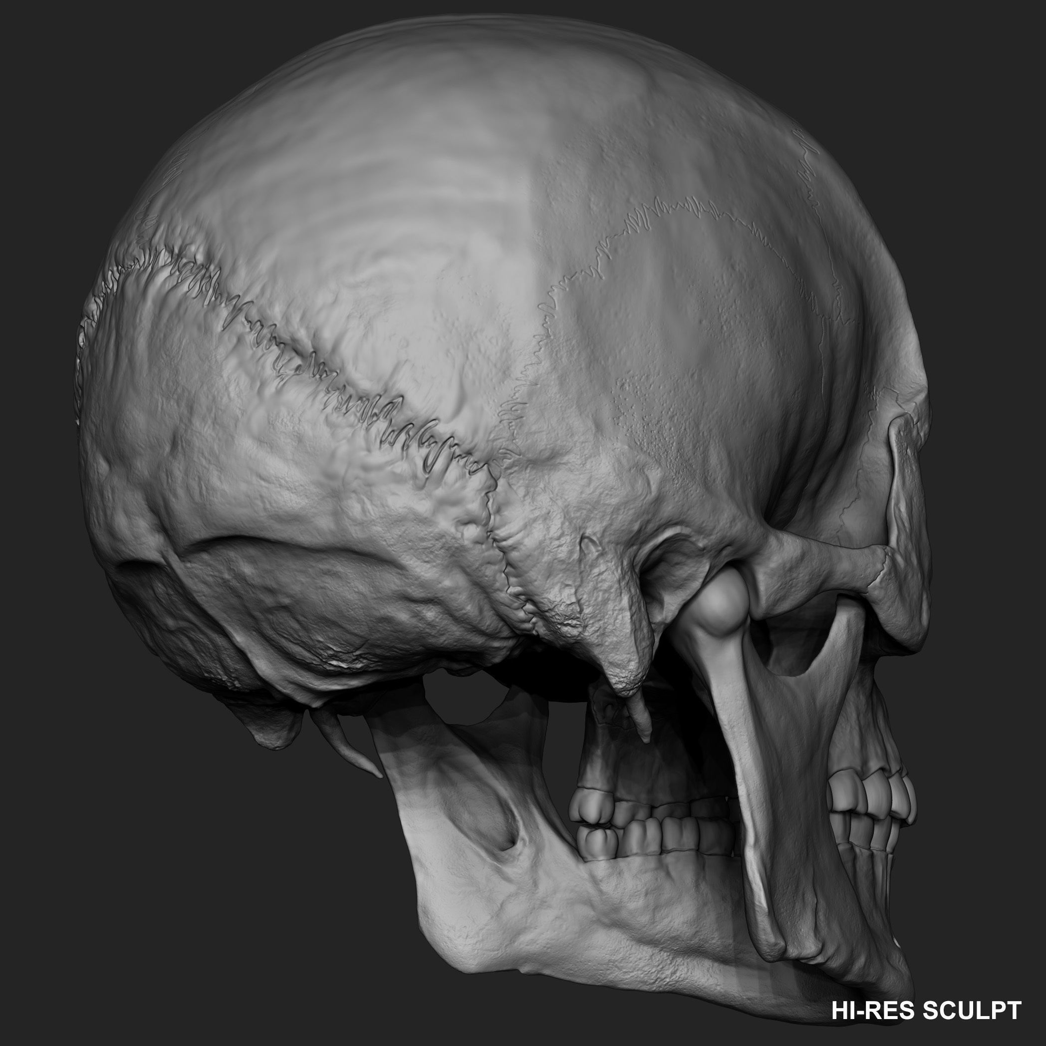 Realistic Skull Teeth and Jaw 3D Model and Sculpt 3D model_19