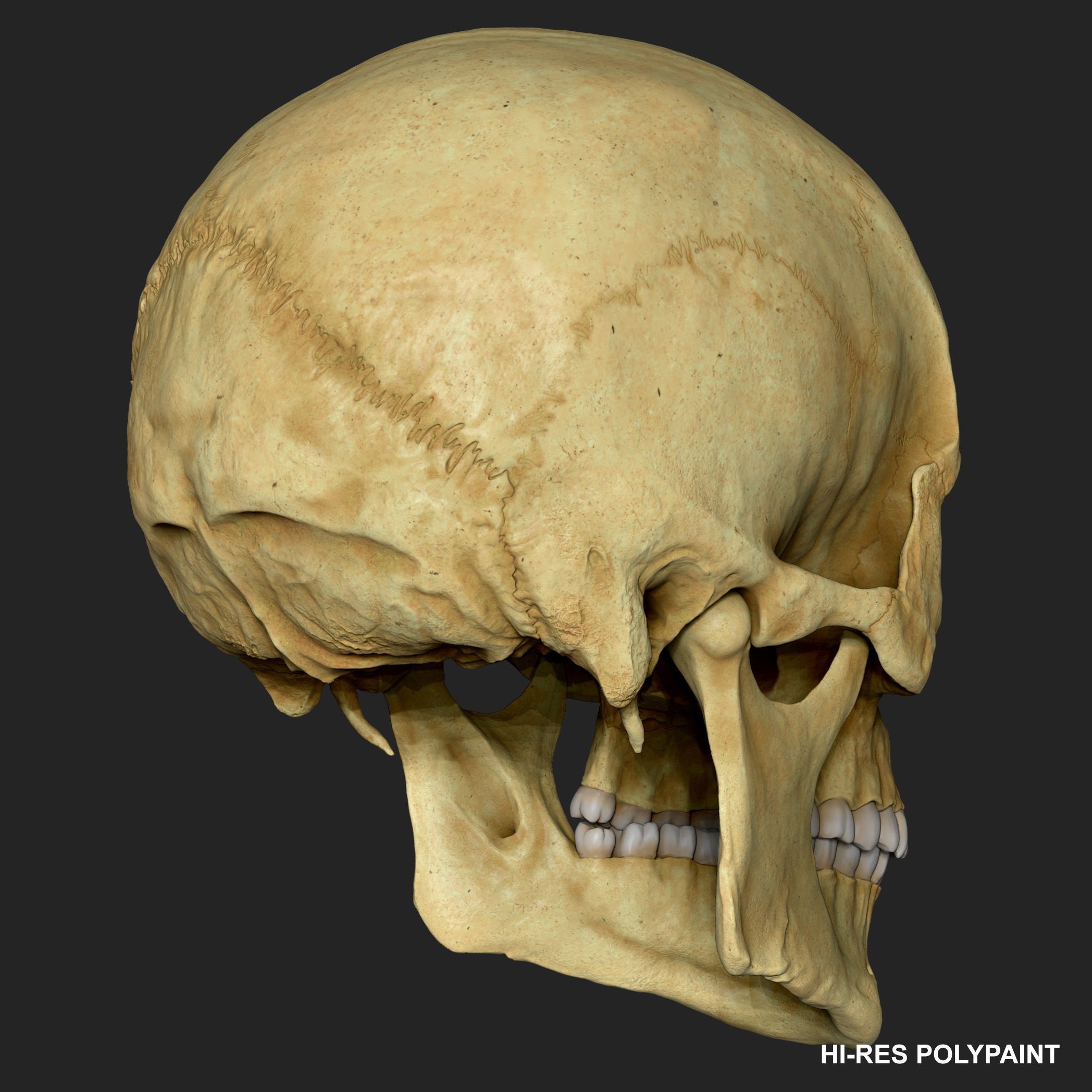 Realistic Skull Teeth and Jaw 3D Model and Sculpt 3D model_15