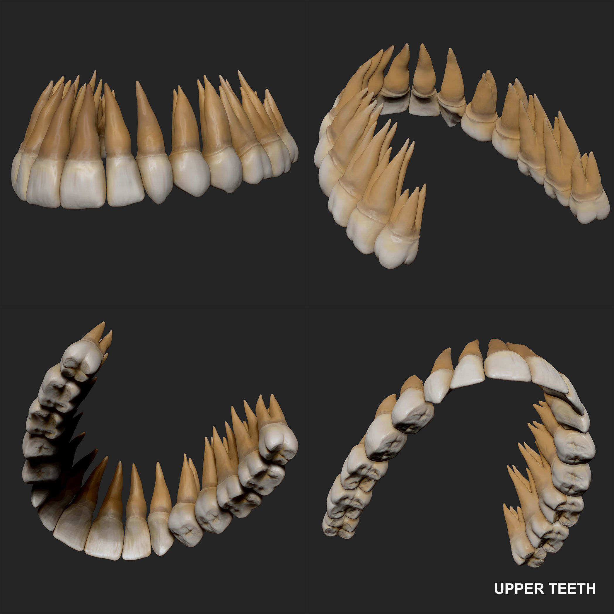 Realistic Skull Teeth and Jaw 3D Model and Sculpt 3D model_22