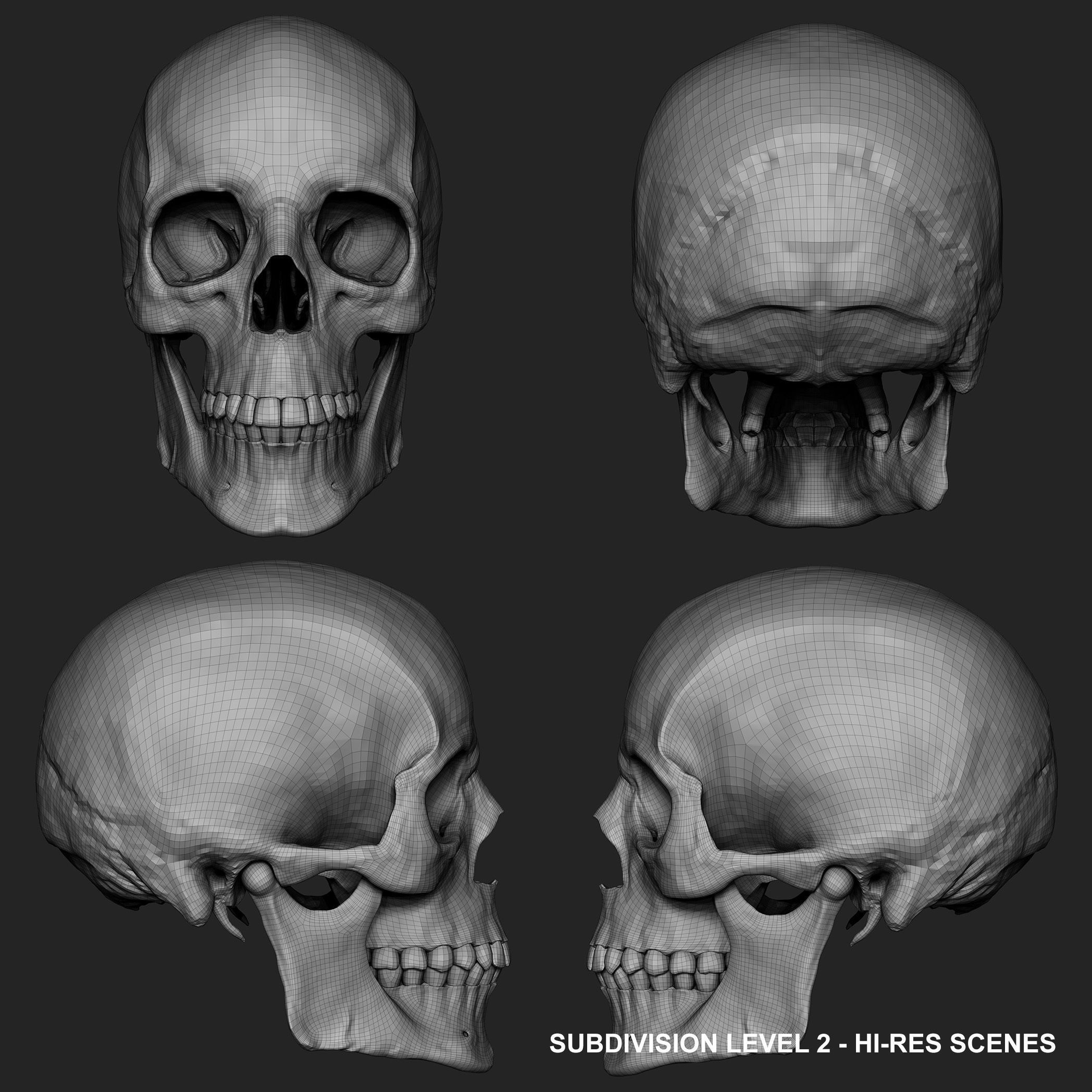 Realistic Skull Teeth and Jaw 3D Model and Sculpt 3D model_28