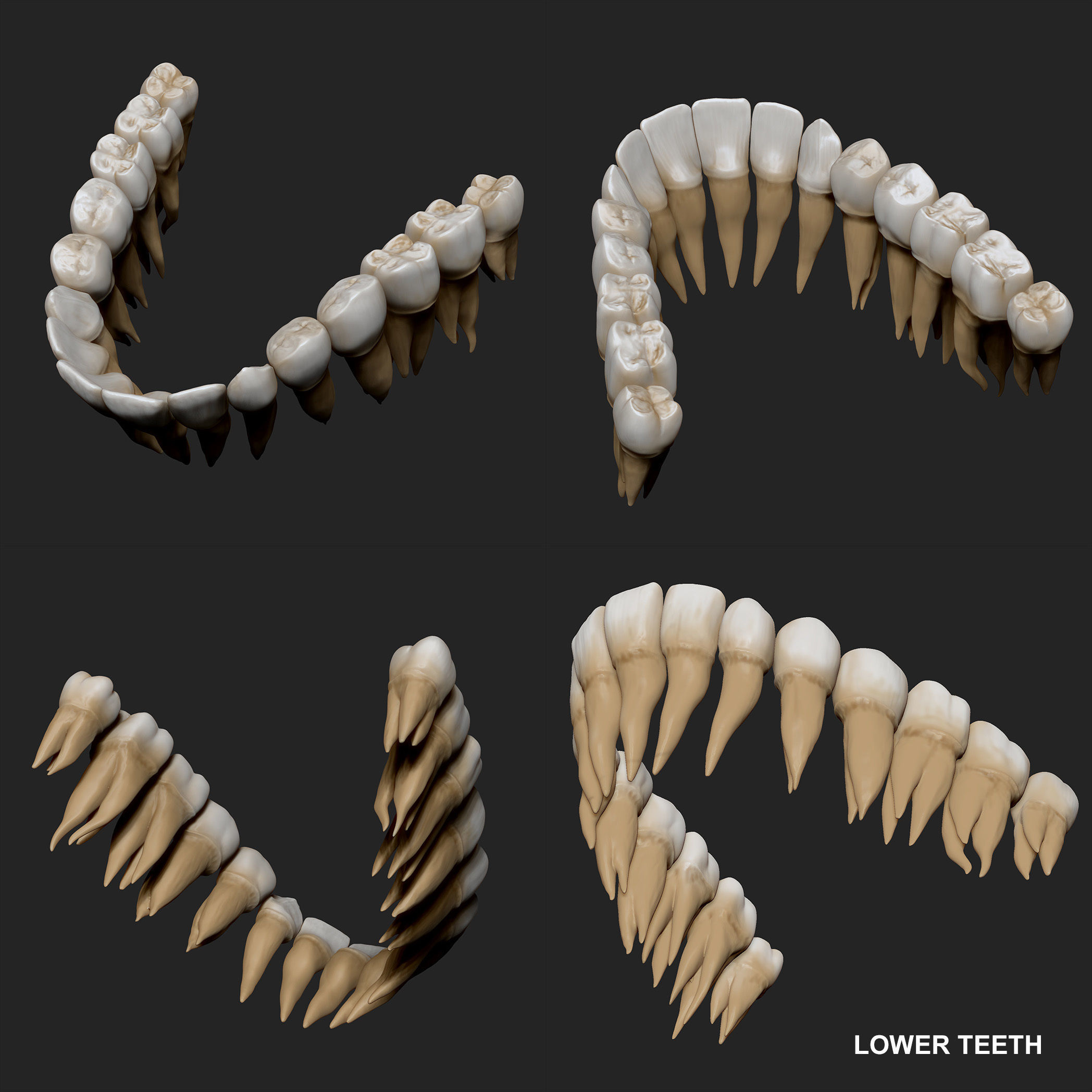 Realistic Skull Teeth and Jaw 3D Model and Sculpt 3D model_23