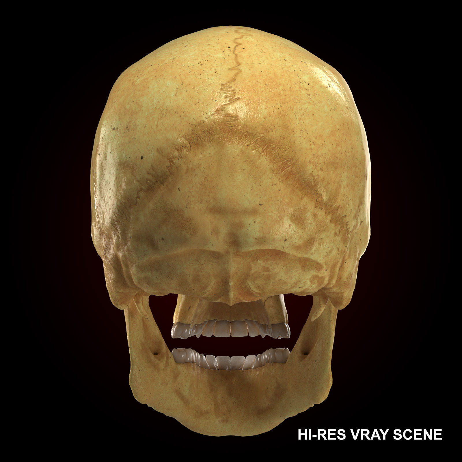 Realistic Skull Teeth and Jaw 3D Model and Sculpt 3D model_10