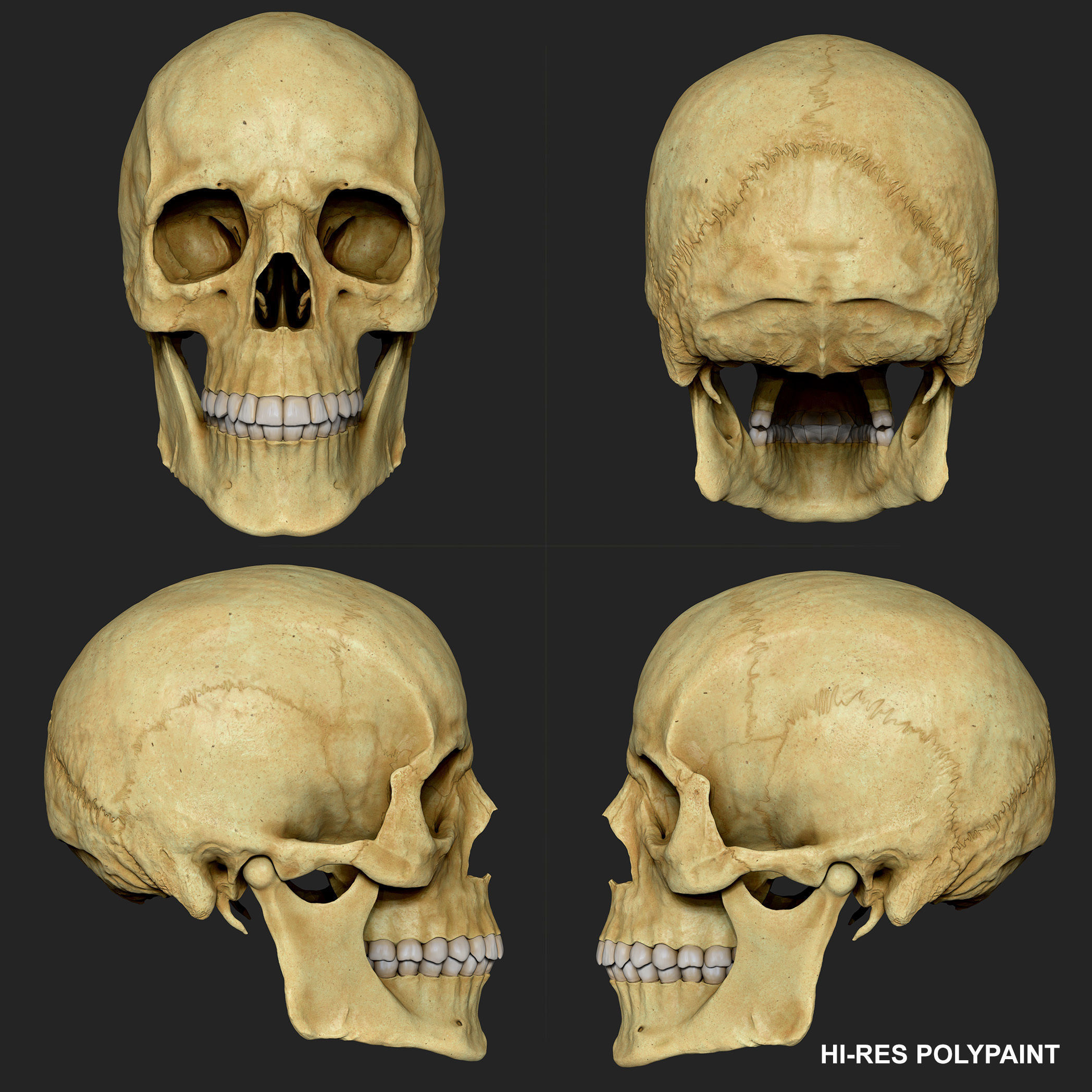 Realistic Skull Teeth and Jaw 3D Model and Sculpt 3D model_12