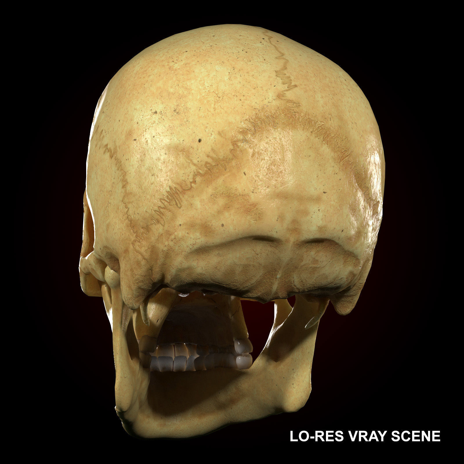 Realistic Skull Teeth and Jaw 3D Model and Sculpt 3D model_7